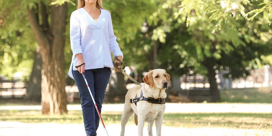 service animals in restaurants